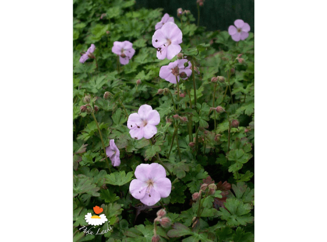 Geranium dalmaticum